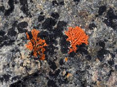 02B Orange Lichen Close Up On A Rock On Bylot Island On Day 3 Of Floe Edge Adventure Nunavut Canada